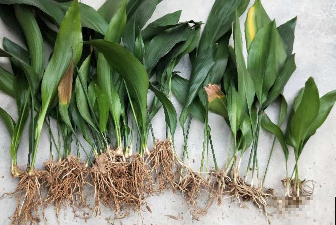 蜘蛛抱蛋这种花,长相清秀,一点也不吓人 蜘蛛抱蛋这种花,长相清秀,一点也不吓人