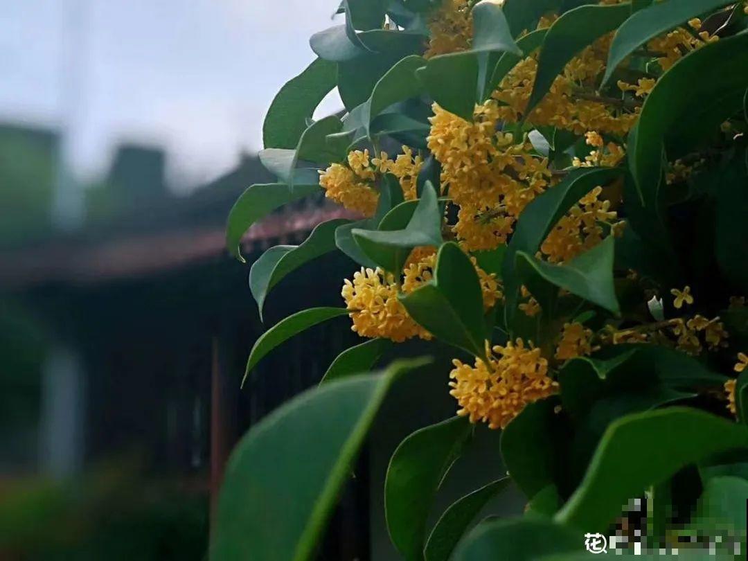 12个月的花历，常见植物花期都在这，看完再也不错过花期