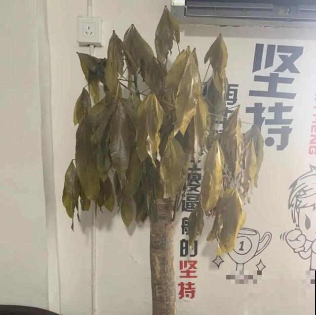 家里养这10种花,冻伤了要赶紧救,晚了就救不回来了 家里养这10种花,冻伤了要赶紧救,晚了就救不回来了