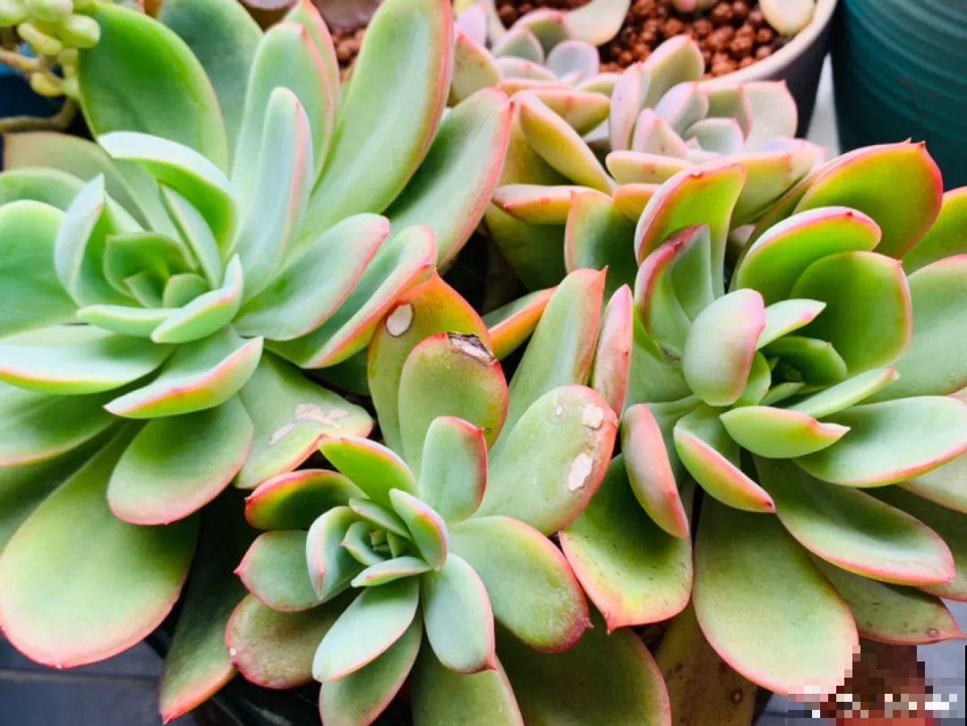 小阳台也能养多肉，一尺一寸，都是繁华！