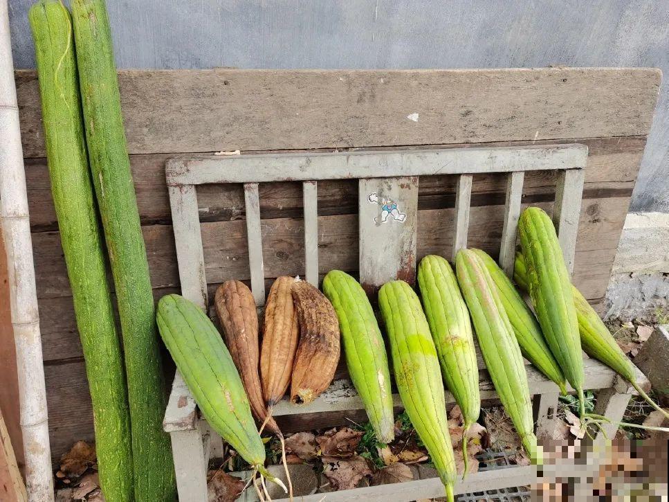 5年的花园，消失只要3天，全没了……