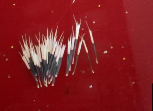 买花种子总是不对版,记住这些种子,少上当! 买花种子总是不对版,记住这些种子,少上当!