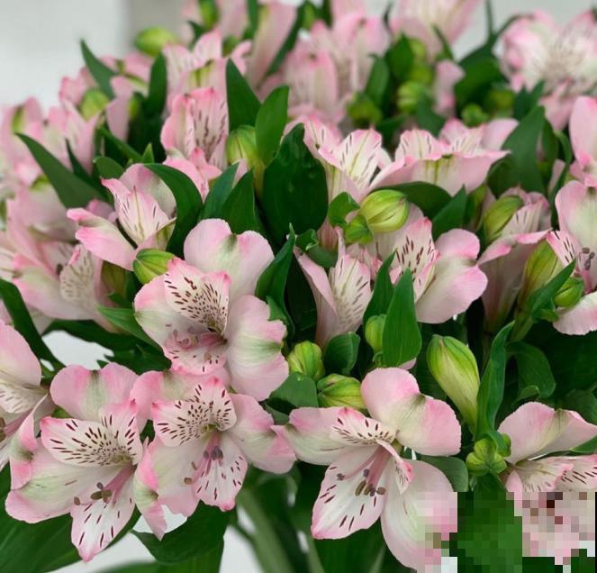 六出花典雅又大方，在家养护，只需要做好这几点！