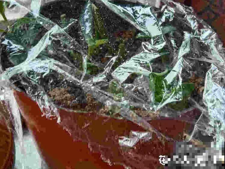 常见的20种花，赶紧搬进屋，再不管就冻死了