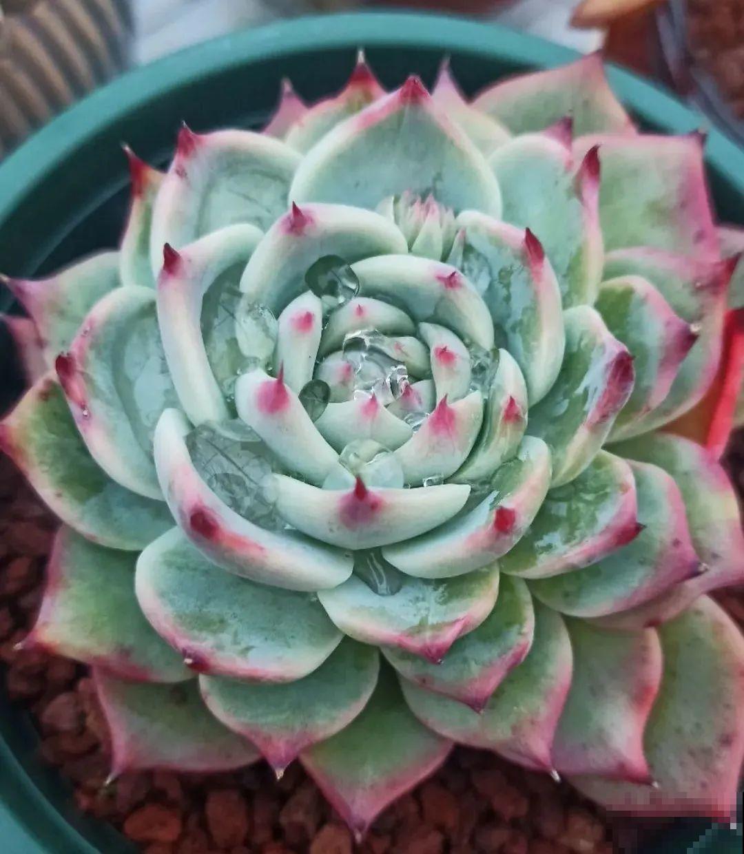 多肉养在大盆里,就是豪横霸气,棵棵大得像白菜 多肉养在大盆里,就是豪横霸气,棵棵大得像白菜