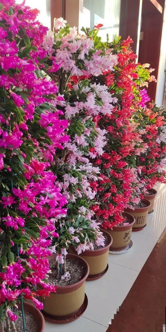 现在扦插超好活，剪根枝，捂3天，冒出狗牙根！