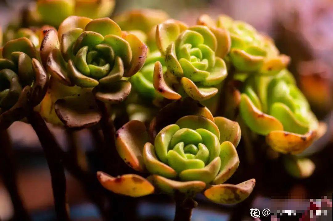 多肉一开花,颜值瞬间高八度,太美了! 多肉一开花,颜值瞬间高八度,太美了!