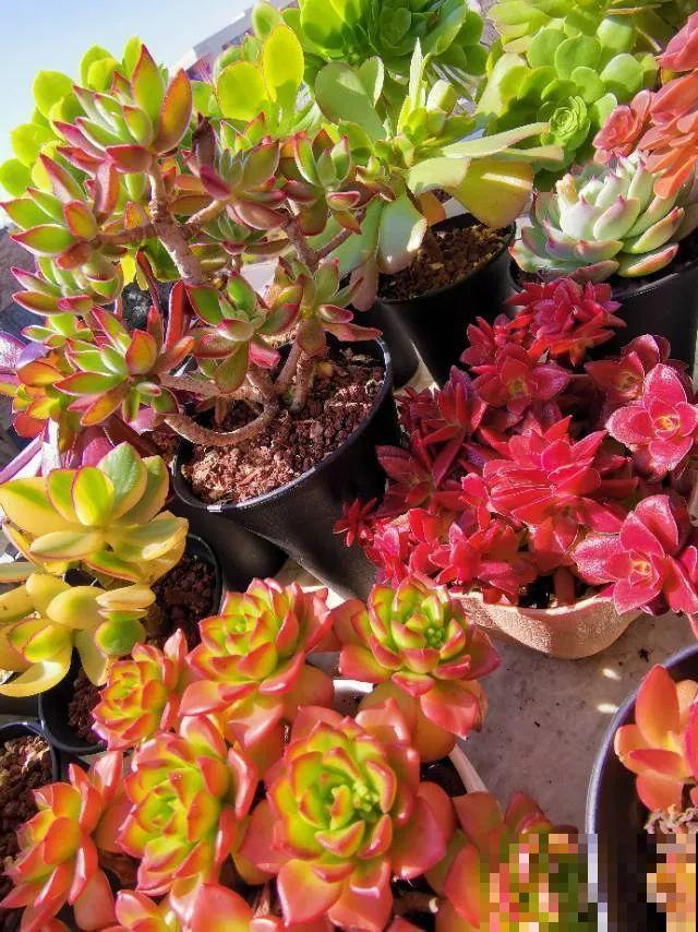 快过年了，肉崽子们都红火起来，陪我一起过节！