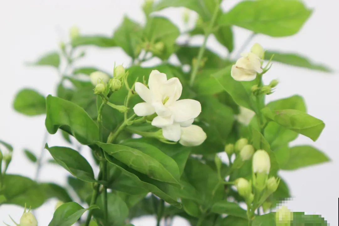 5度以下,常见的21种花必须断水,不然都烂根了 5度以下,常见的21种花必须断水,不然都烂根了