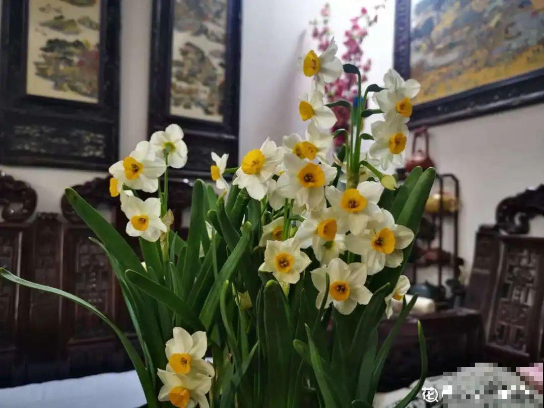 6种花是一次性，开完可以扔了，别再浪费时间