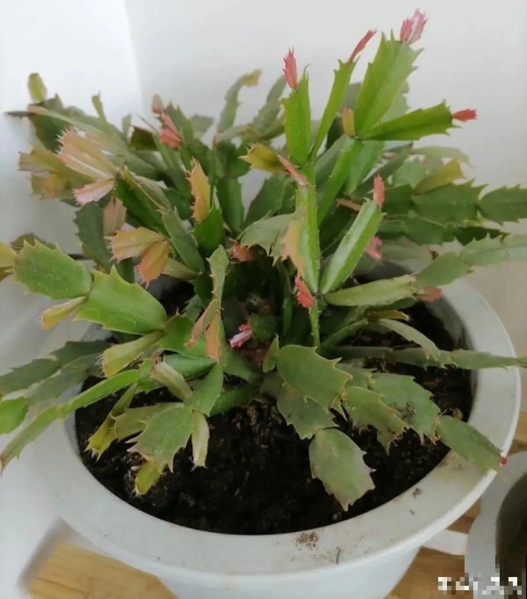 3月是给花剃头的好时机,现在狠心剪,下月就开花 3月是给花剃头的好时机,现在狠心剪,下月就开花