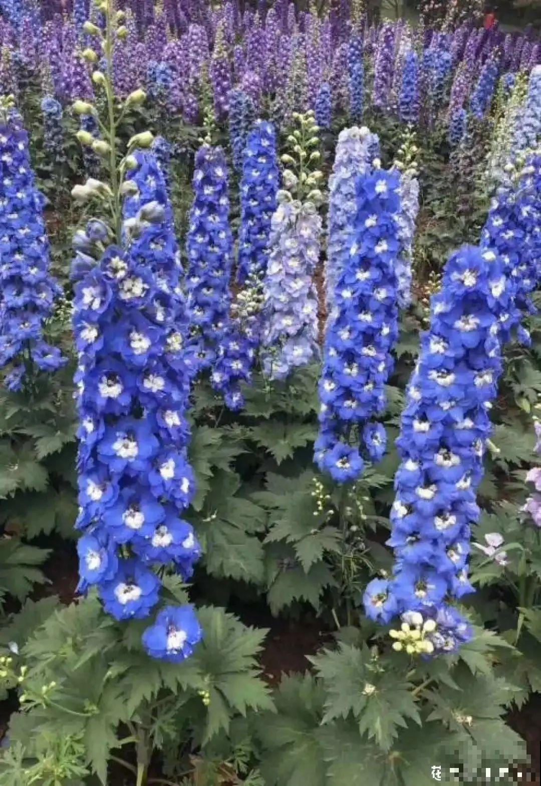 大花飞燕草太美，蓝紫色花朵清新脱俗，开花像只燕子