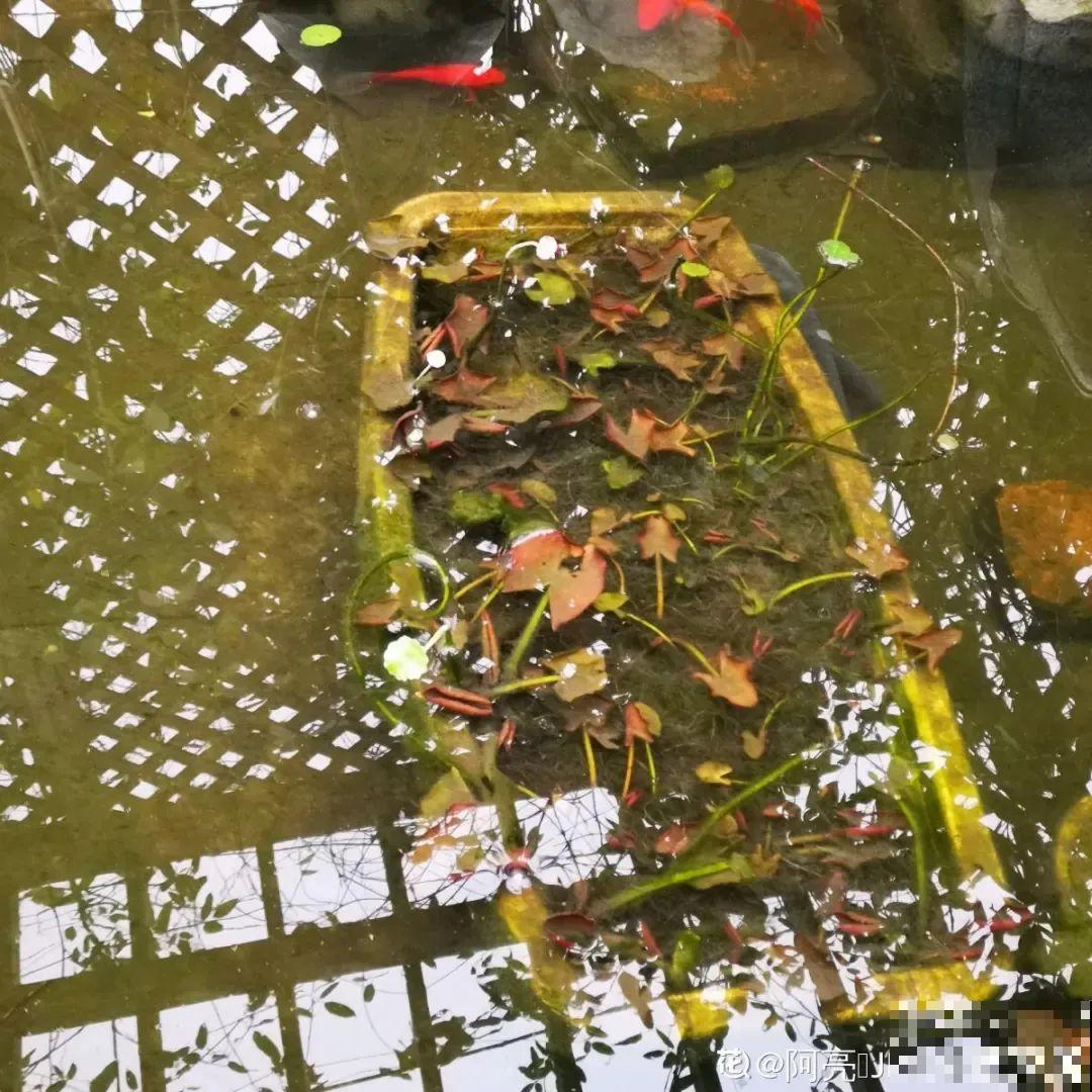 家里养盆“花中睡美人”，一天灌一瓢水，开花多得大缸放不下！