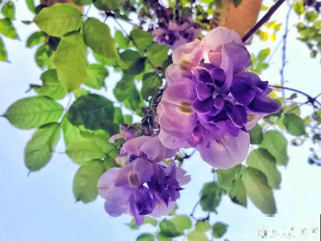 家里有这9种花,一定要冻一个月,才能开花更好看 家里有这9种花,一定要冻一个月,才能开花更好看