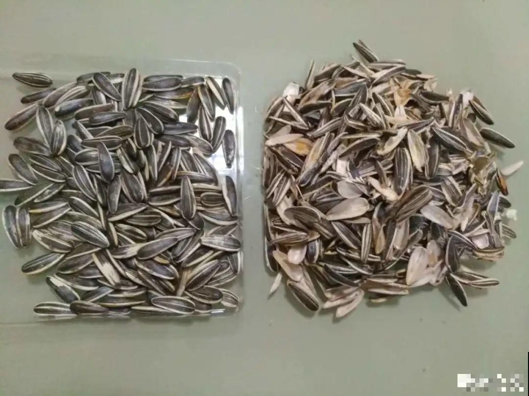 家里的花生壳别丢，拿来养花效果好，根系太旺盛