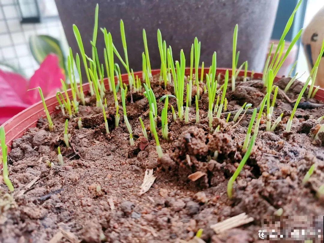 吃完的水果核别丢，扔土里长出小嫩芽，俩月长成新盆栽