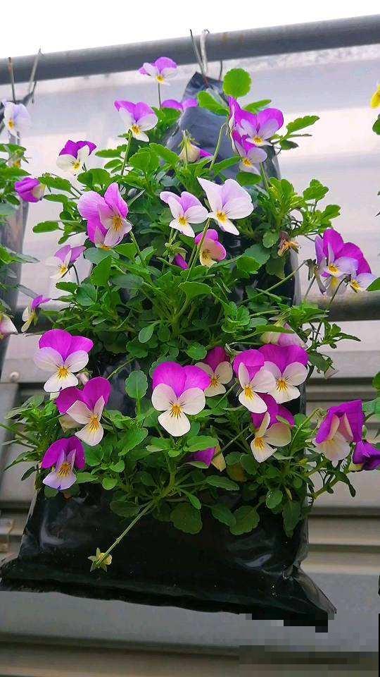 4草种花好养活，只要有个小窗台，光照充足就能开爆盆