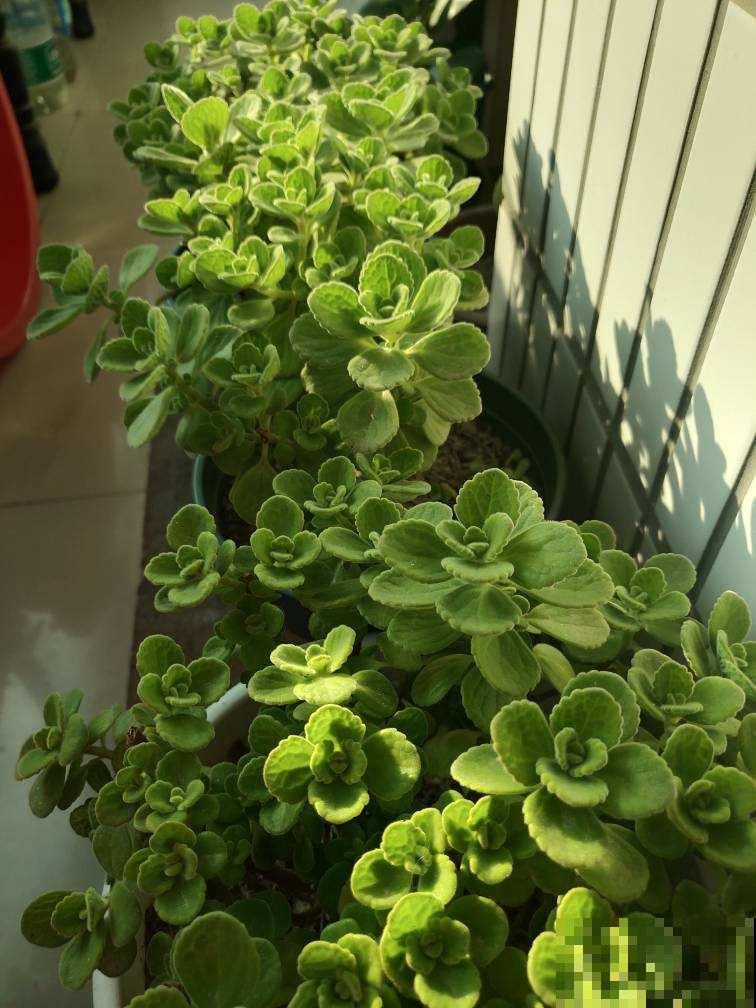 家里碰碰香没味道？那是这4点没做好，不然香飘满屋！