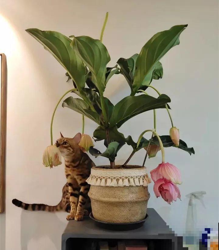 养护宝莲花，记住5个养护技巧，高档又有格调！