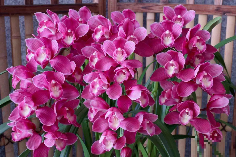 腊月买花，集齐“福禄寿”，才算好兆头