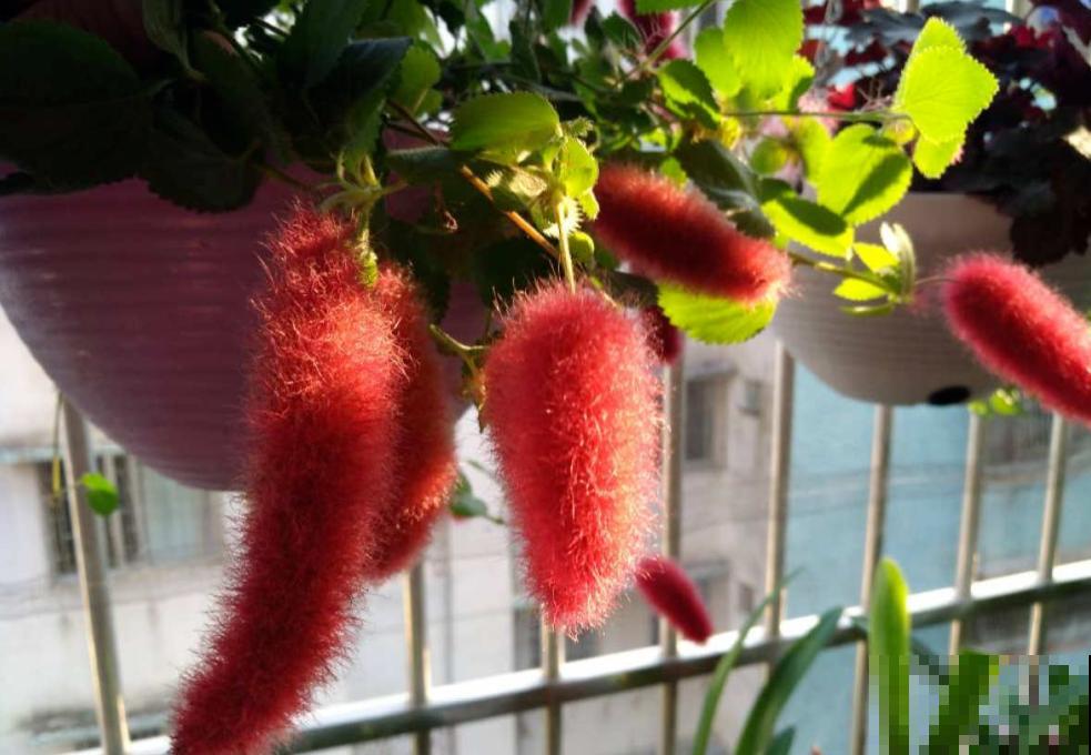 像尾巴的花朵，毛茸茸红彤彤的，太可爱了！