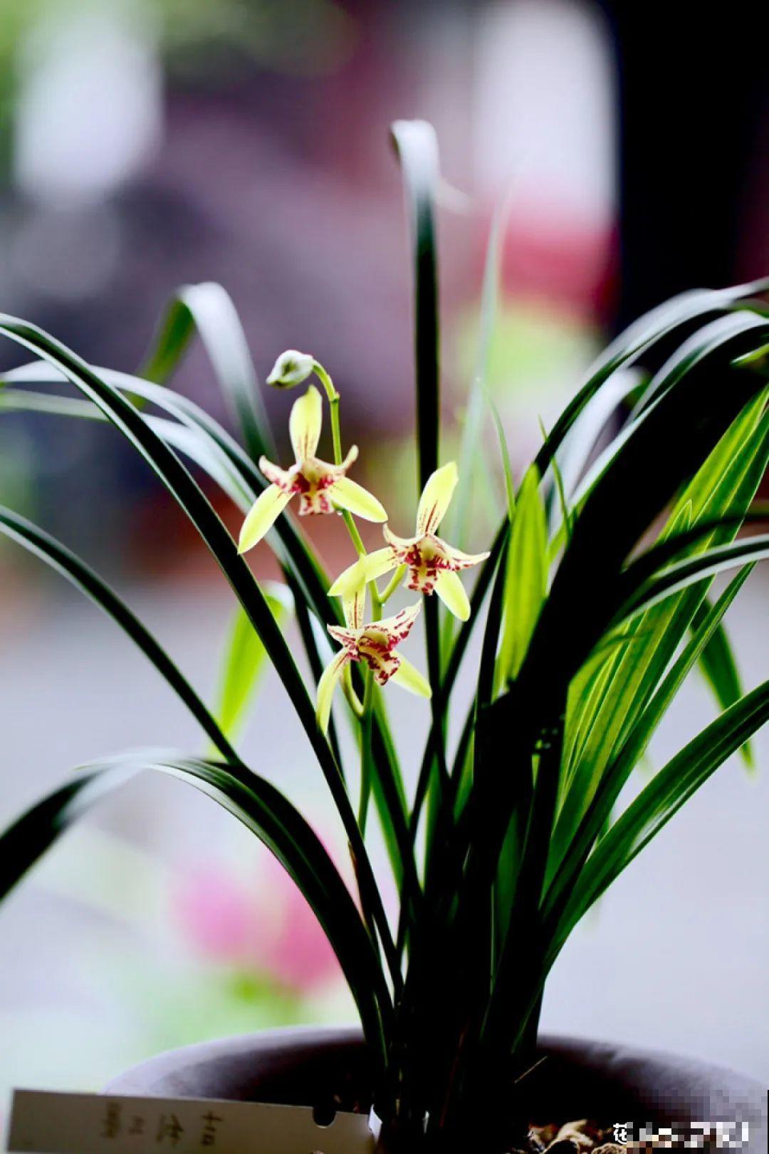 梦想有个院子，养花弄草，过舒心日子！