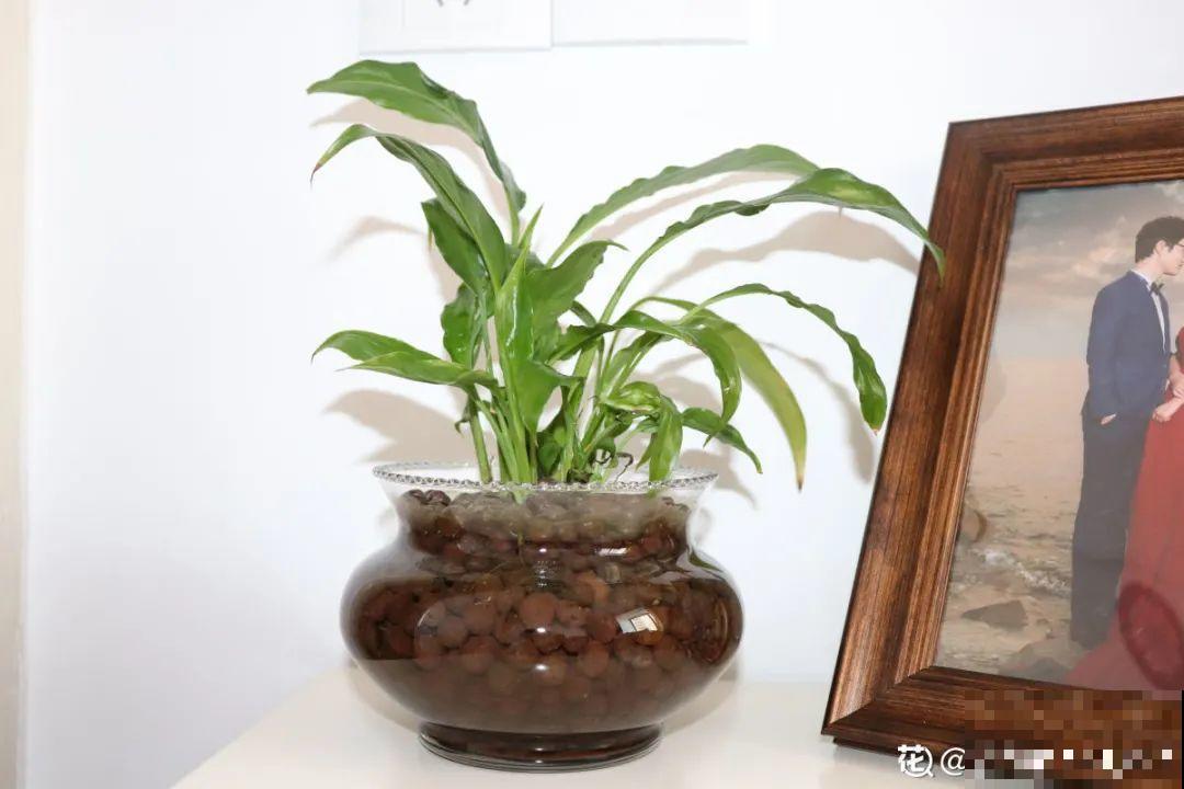 常见的20种花，赶紧搬进屋，再不管就冻死了