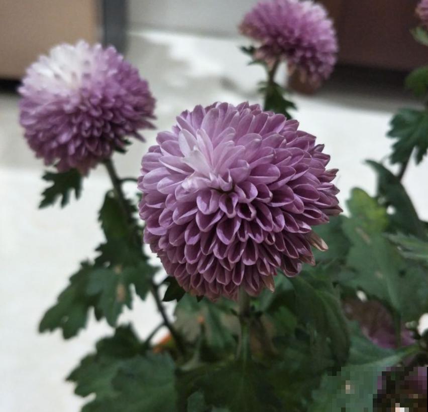 乒乓菊花型像个球，新鲜有意思，种上一盆人人夸！