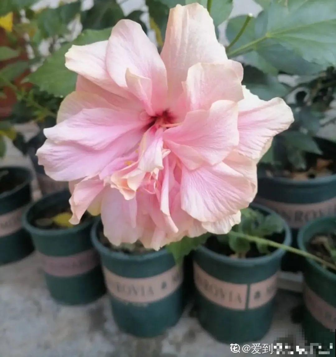 20种花春天开得正盛,花期长、容易爆花,虫害少! 20种花春天开得正盛,花期长、容易爆花,虫害少!