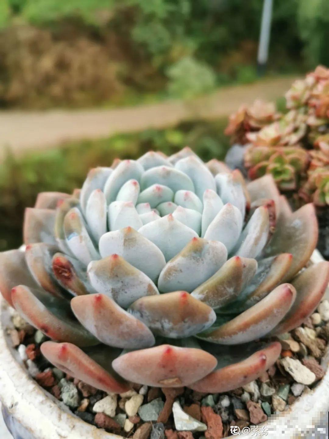 我在村里种多肉,盆盆状态美如画,城里人眼馋 我在村里种多肉,盆盆状态美如画,城里人眼馋