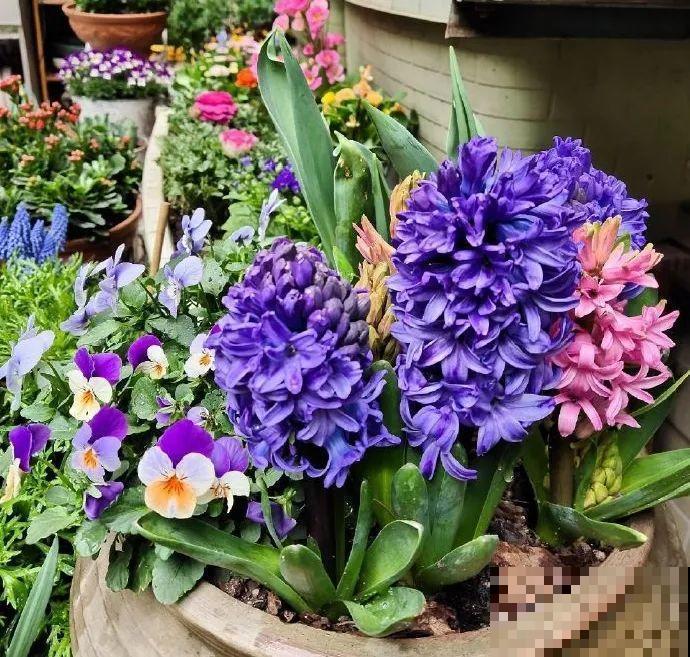 5年的花园，消失只要3天，全没了……