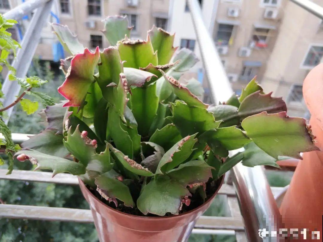 养护蟹爪兰,要注意8个要点,才能开出仙气飘飘花 养护蟹爪兰,要注意8个要点,才能开出仙气飘飘花