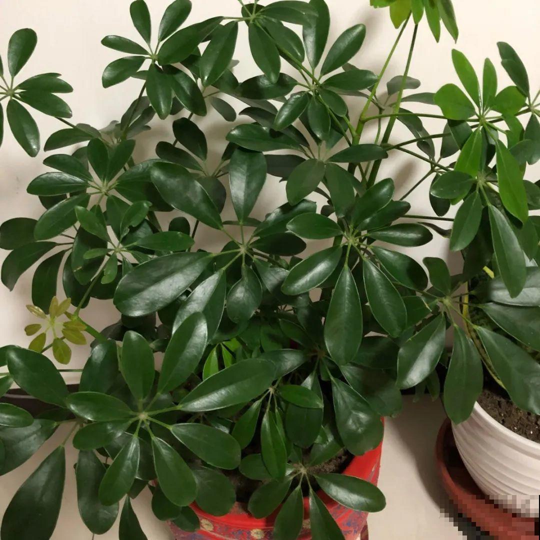 自制“增亮剂”，给花叶子擦一擦，亮的照人影