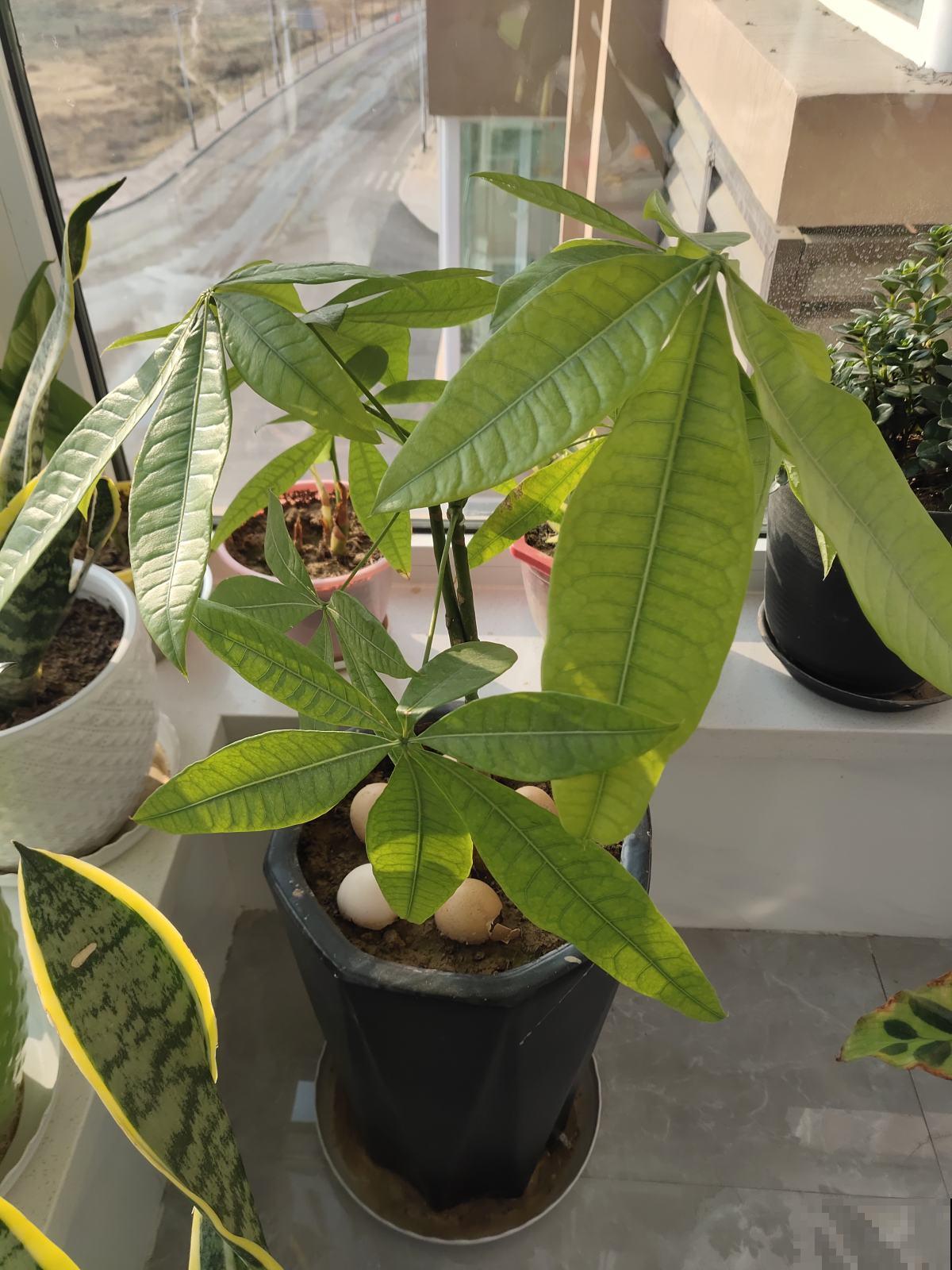 3种花天生“娇气”，冬天难养好，室内条件不好就别养