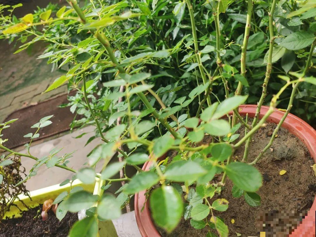 月季12个月计划表，按照这个养，大花墙不是梦！