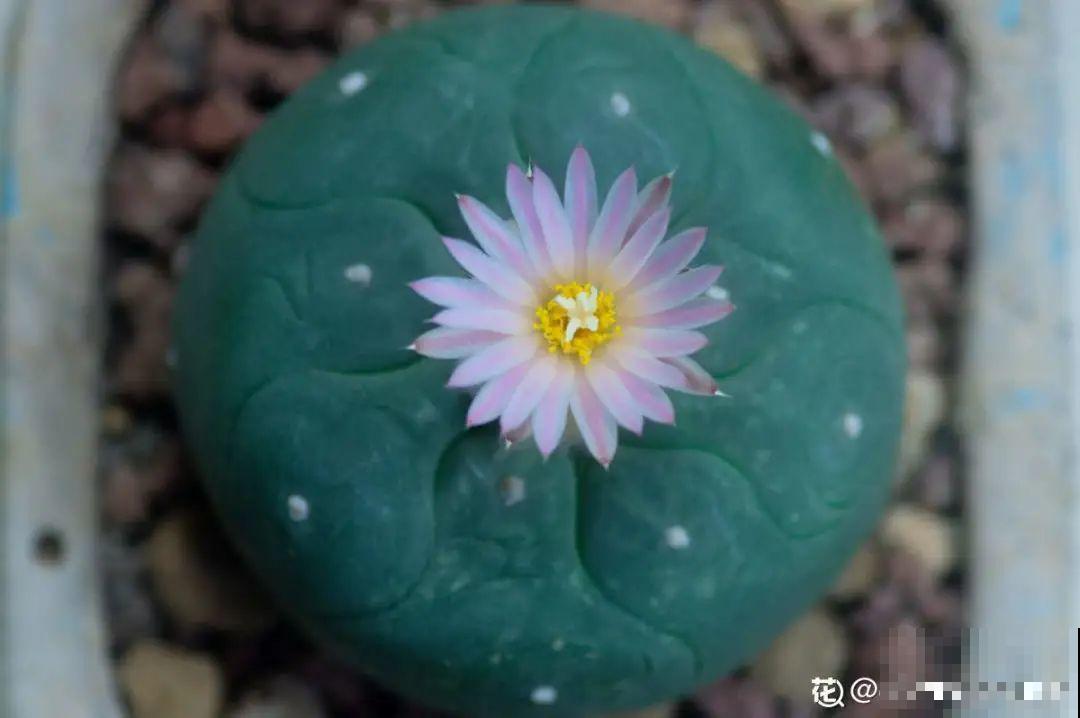 多肉一开花,颜值瞬间高八度,太美了! 多肉一开花,颜值瞬间高八度,太美了!