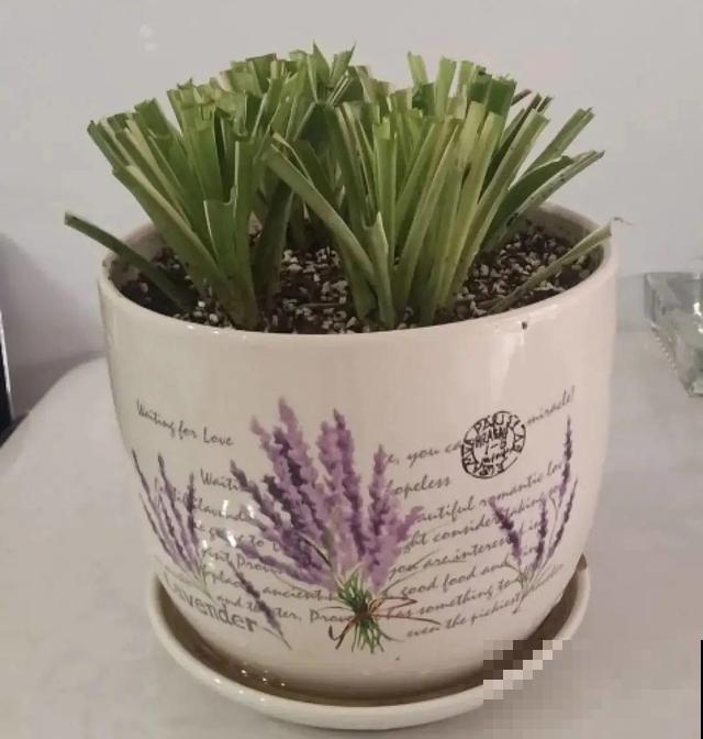 家里养这10种花,冻伤了要赶紧救,晚了就救不回来了 家里养这10种花,冻伤了要赶紧救,晚了就救不回来了