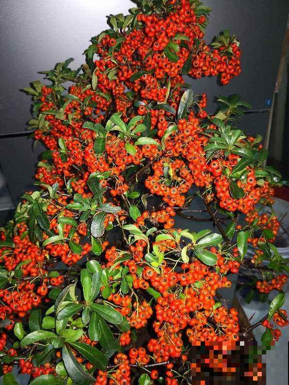 小时候当成柴火烧的花，现在几十块钱一盆，还不便宜！