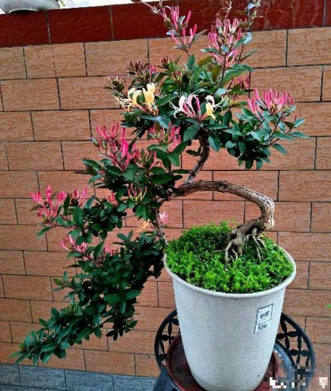 带花芽的枝条不能修剪，未来全是花苞，一剪就亏了