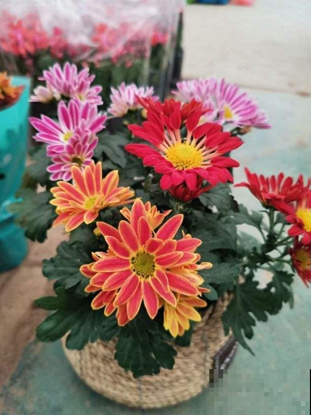 大寒已到,冬天最后一个节气,更好注意养生 大寒已到,冬天最后一个节气,更好注意养生