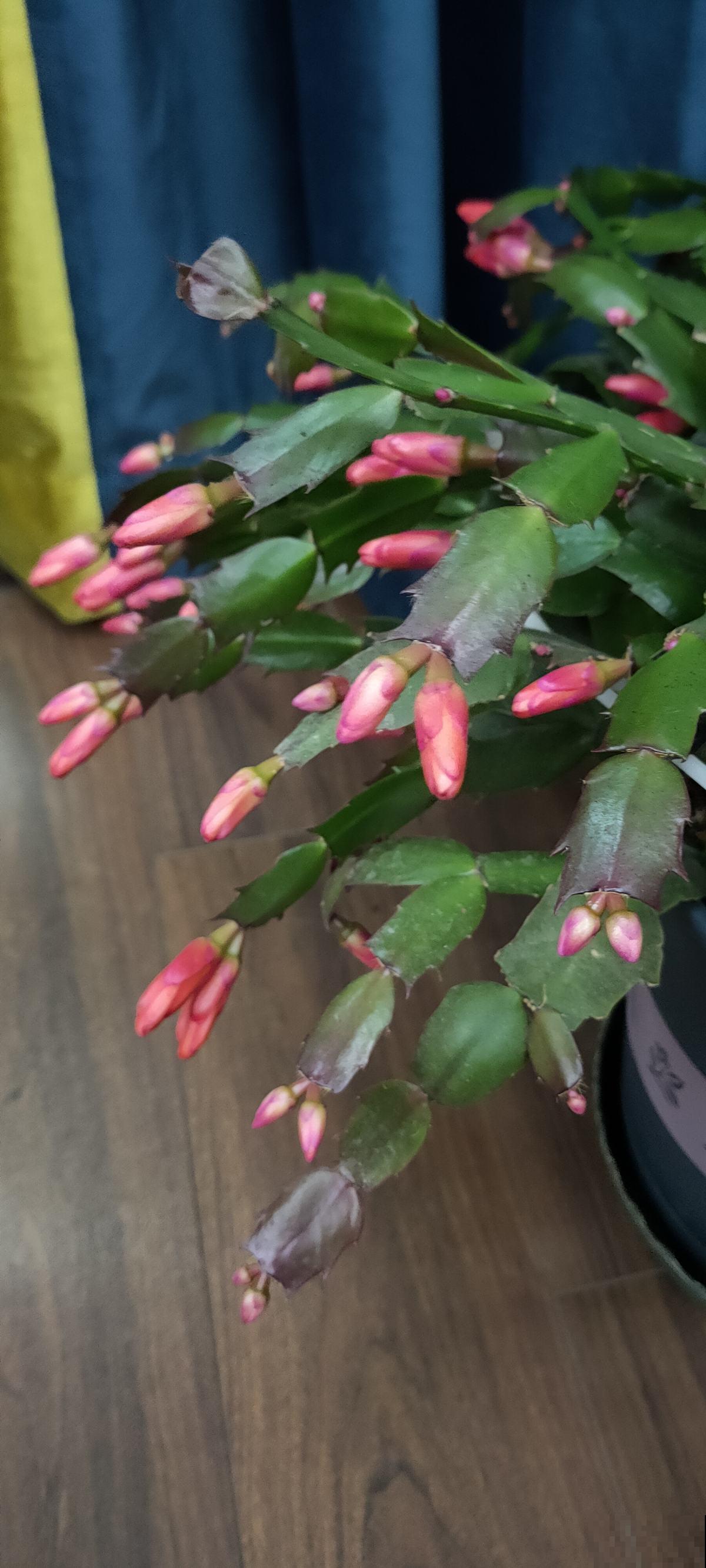 家里养蟹爪兰,这三个地方躲远点,不然花苞掉一地 家里养蟹爪兰,这三个地方躲远点,不然花苞掉一地