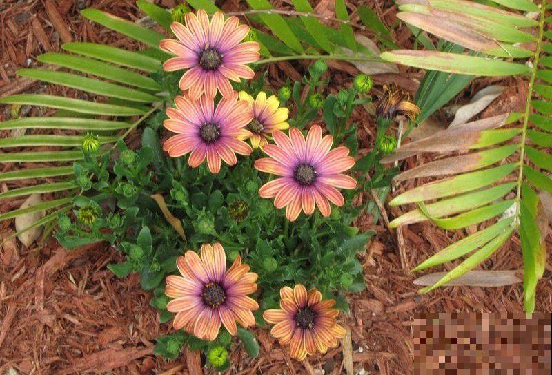 熟知非洲菊养护要点，四季皆可开花，养在家里漂亮极了！