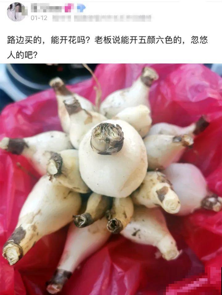 牙签串大蒜，冒充七彩水仙？千万别上当！