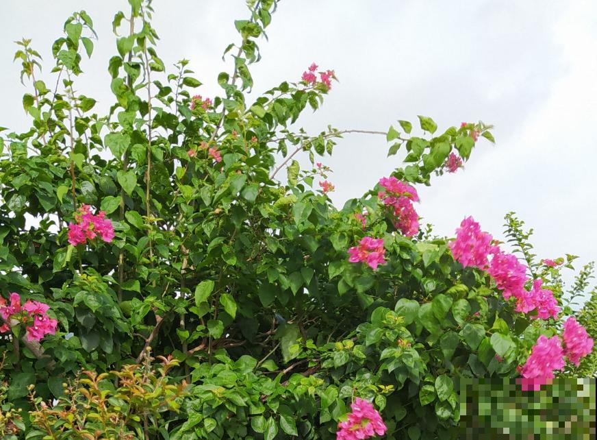 七旬老人在江边荒地养花，6年间种出花园，实在令人钦佩！