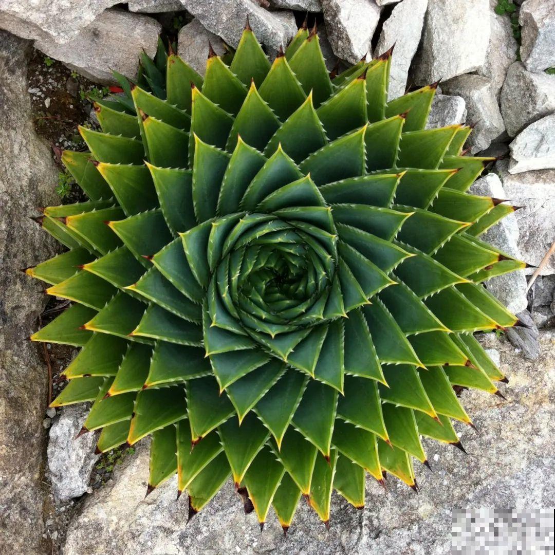 花市10块钱买的花，开花之后身价倍增，真赚了！