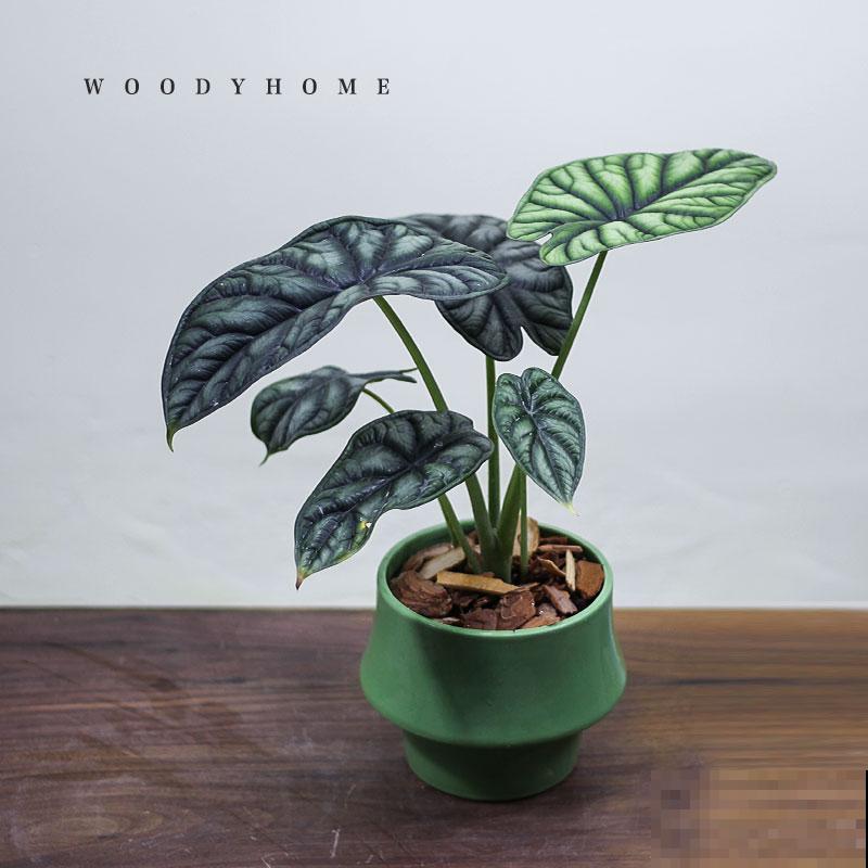 5种绿植颜值高，小众并且特耐阴，很少有人能认全