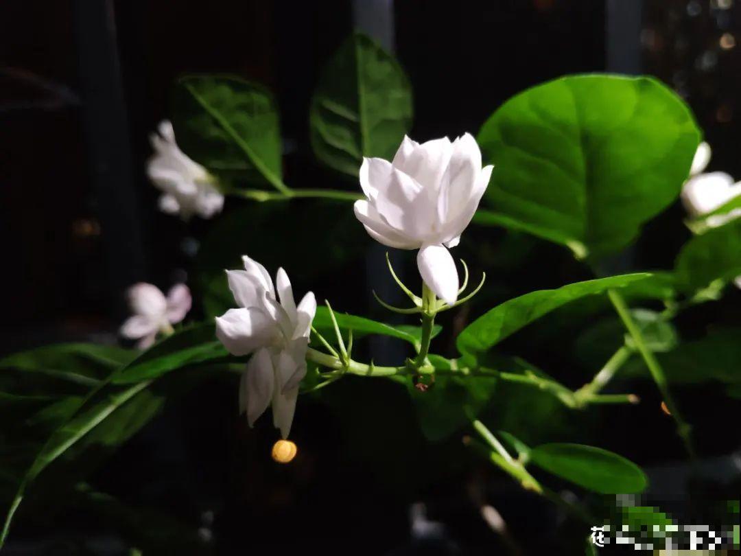 常见的20种花，赶紧搬进屋，再不管就冻死了