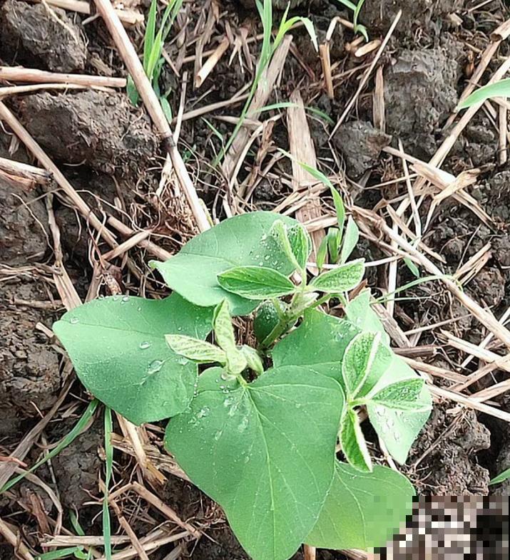 还去烧烤摊吃毛豆?自己阳台种几盆,煮一煮老香了! 还去烧烤摊吃毛豆?自己阳台种几盆,煮一煮老香了!