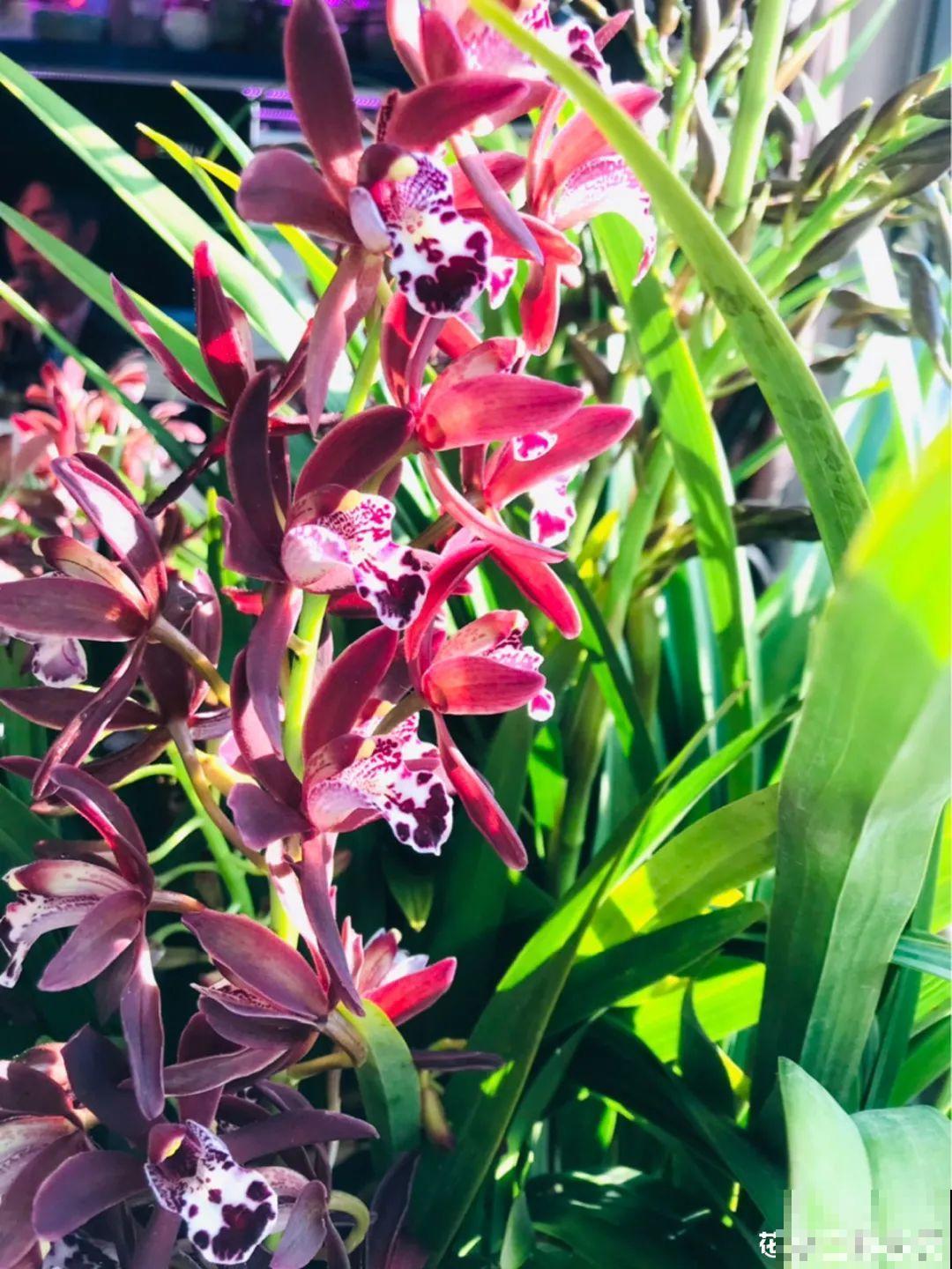 21种牛气花，来给你拜年啦~