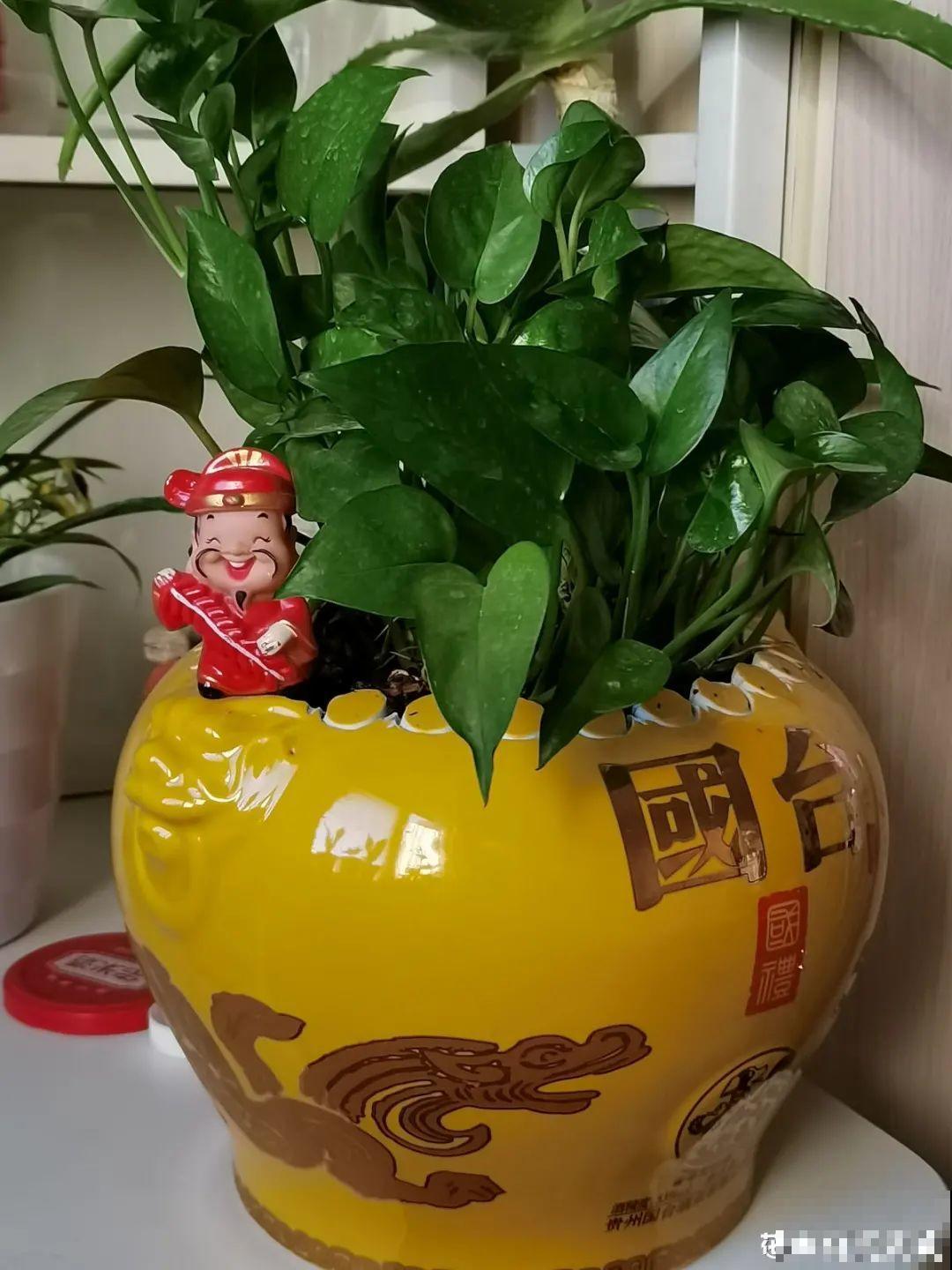 过年的酒瓶子，千万别人，切2刀做花盆，好看又省钱